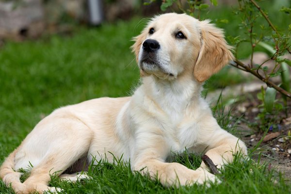 Le jeûne chez les chats est-il bénéfique ?