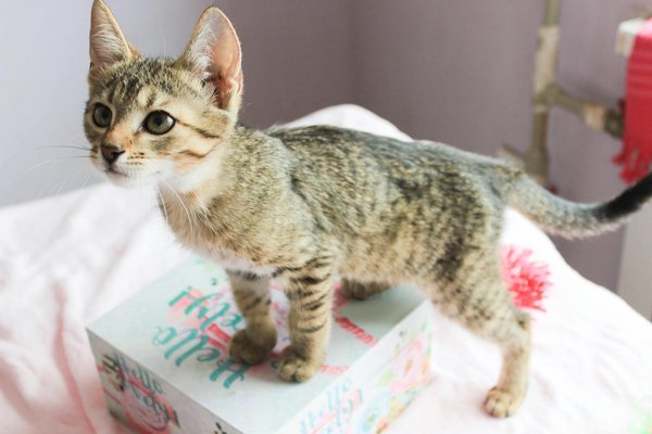 Quels sont les signes avant-coureurs d'une maladie chez un furet et comment y réagir rapidement ?