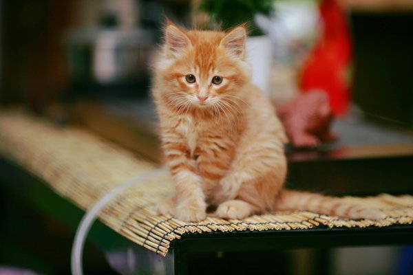 Choisir la bonne alimentation pour son chien