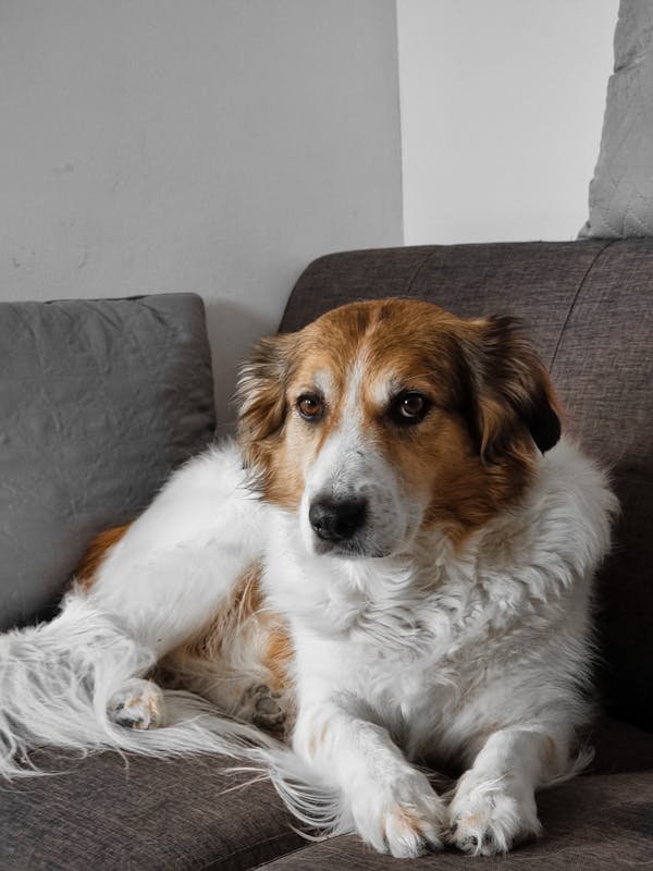 Questions à se poser pour bien choisir la mutuelle chien