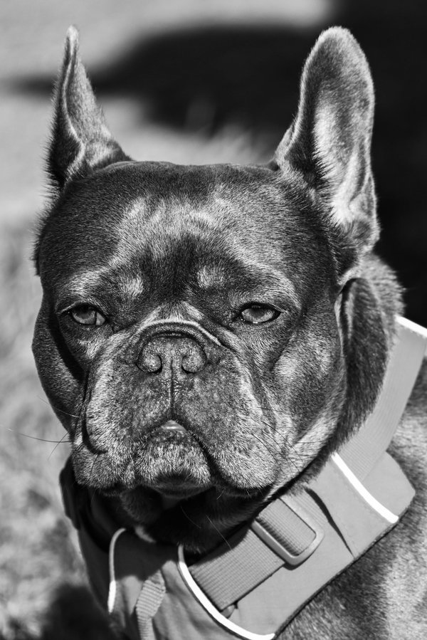 Harnais curli : notre avis sur confort et liberté de mouvement